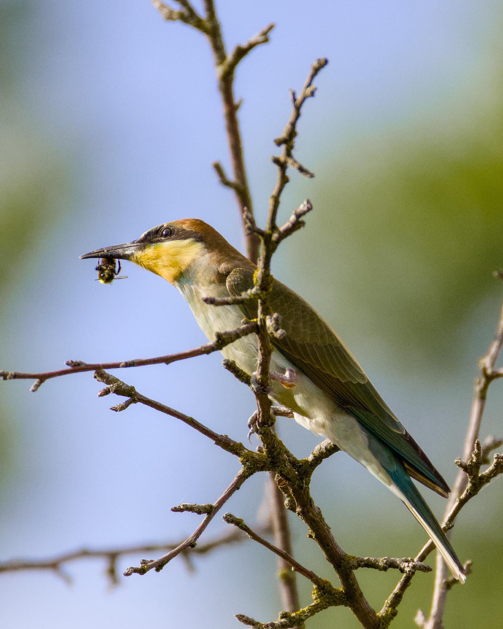 European bee-eater with a bumblebee in its beak