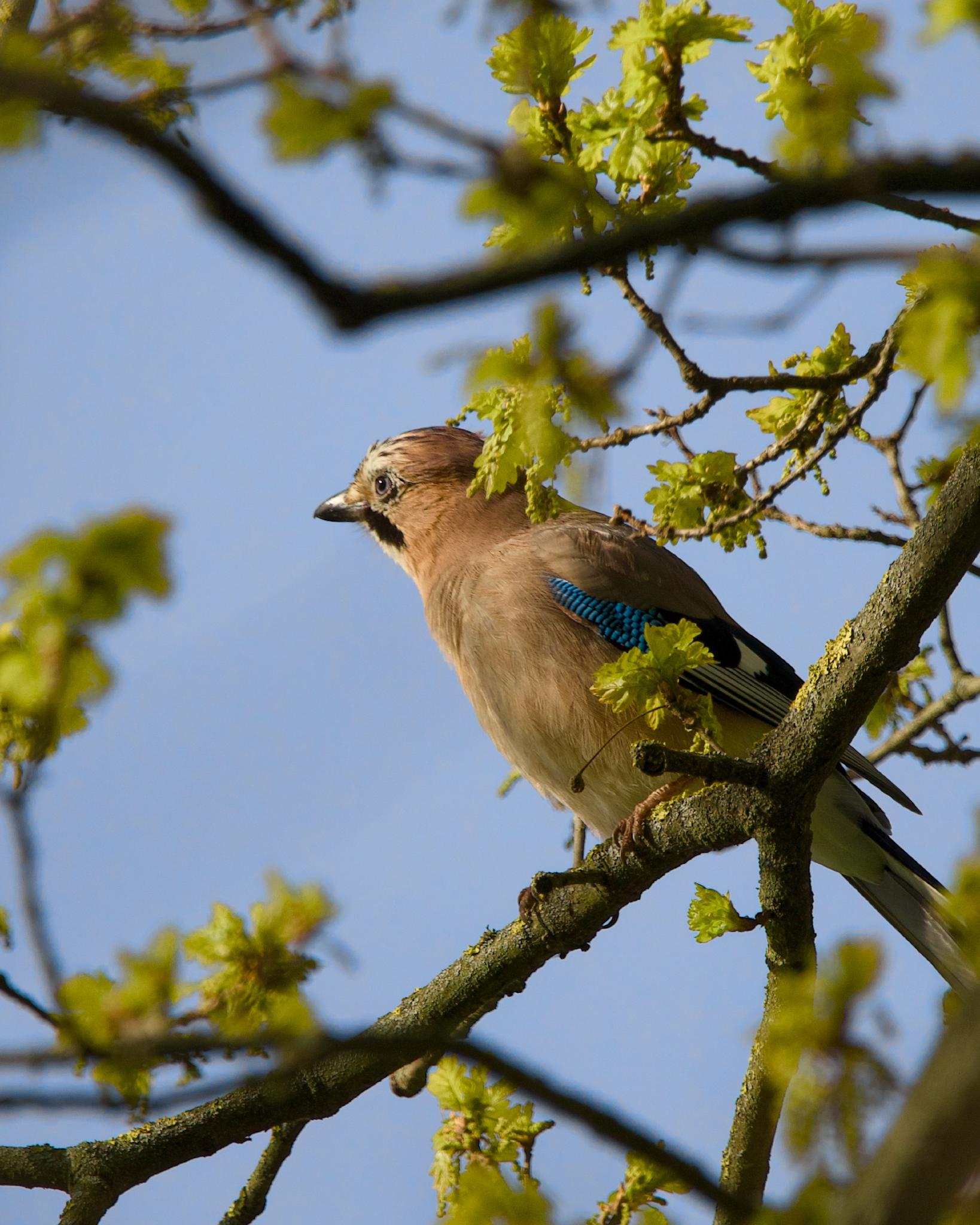 A Eurasian jay perched on an oak branch among fresh green leaves, the bright blue patch on its wing visible against a clear blue sky