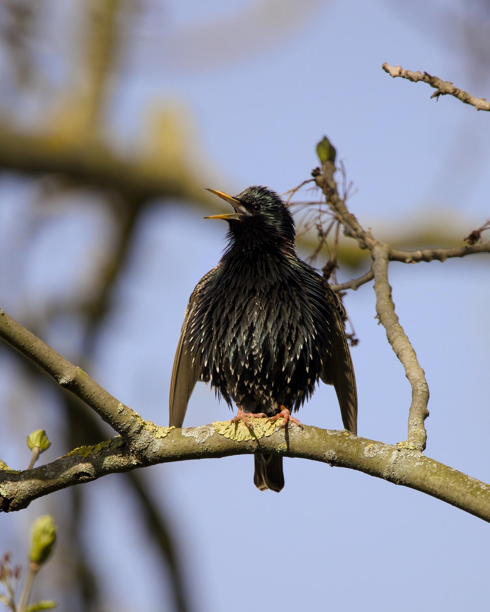 A common starling perched on a thin branch, beak wide open mid-song, iridescent black plumage speckled with pale tips against a soft blue sky