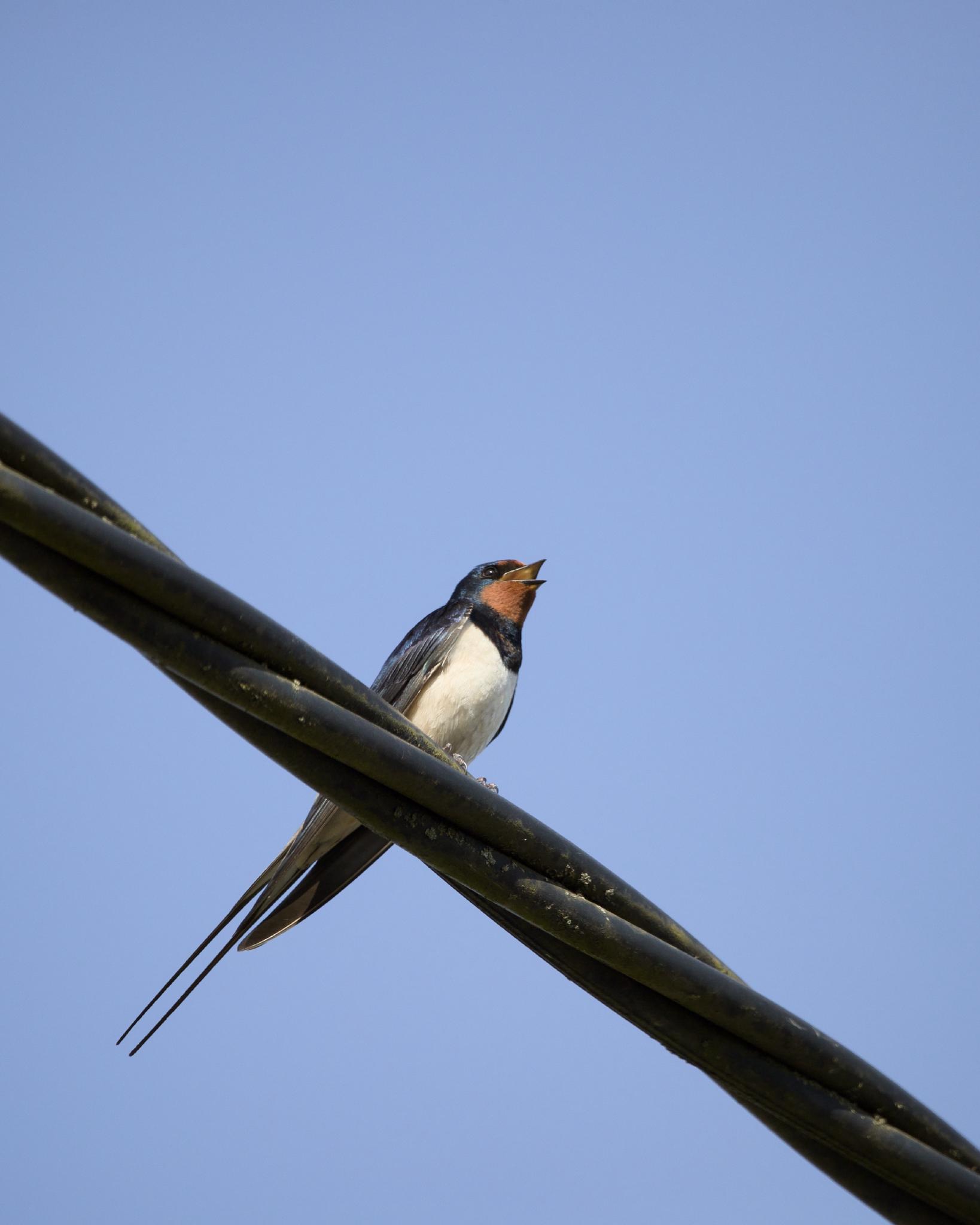 A barn swallow perched on overhead power lines, deep blue back, white belly and rusty red throat, long forked tail streamers hanging below, beak open
