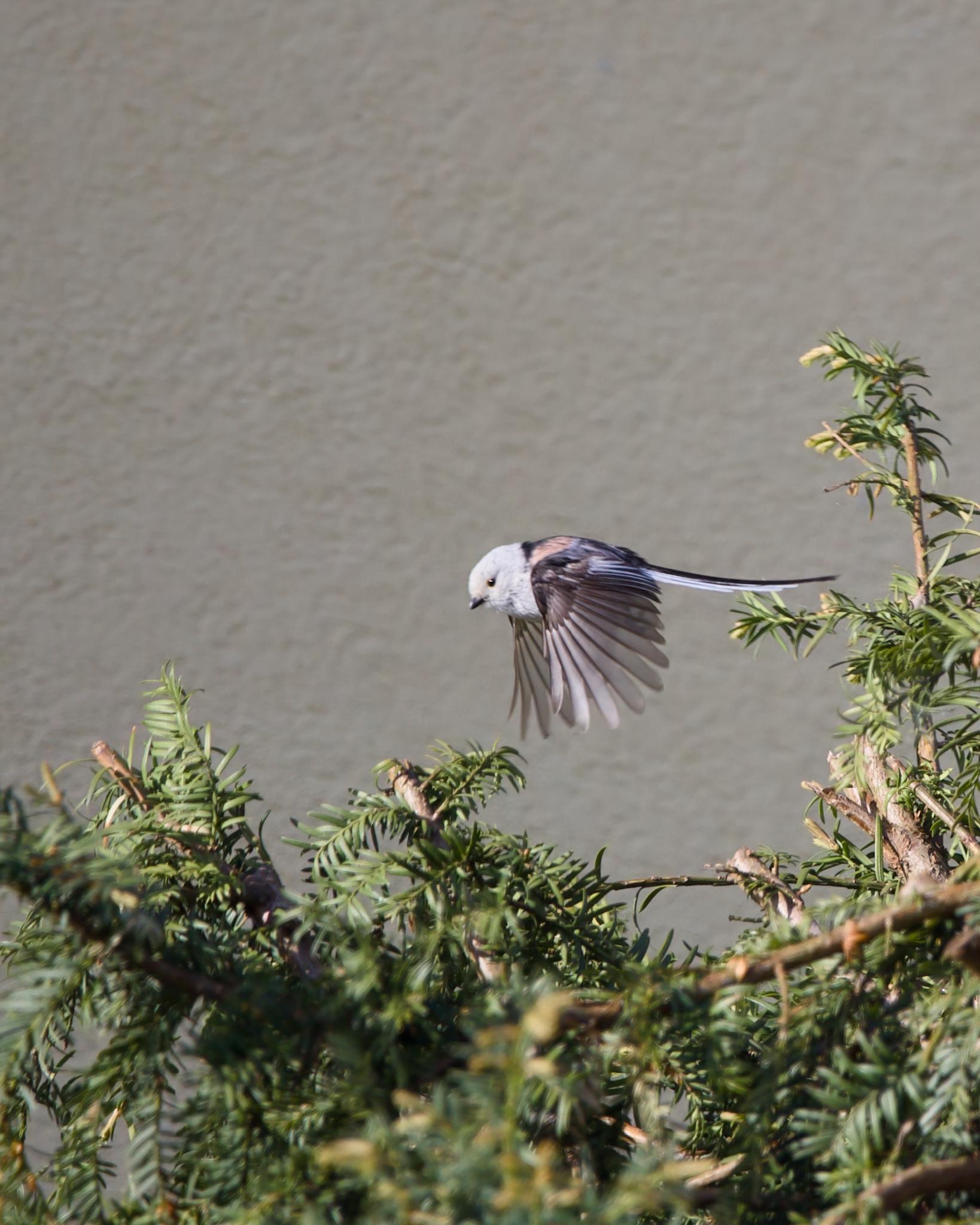 A long-tailed tit caught mid-flight just above a yew hedge, wings spread and very long tail trailing behind, soft beige wall in the background