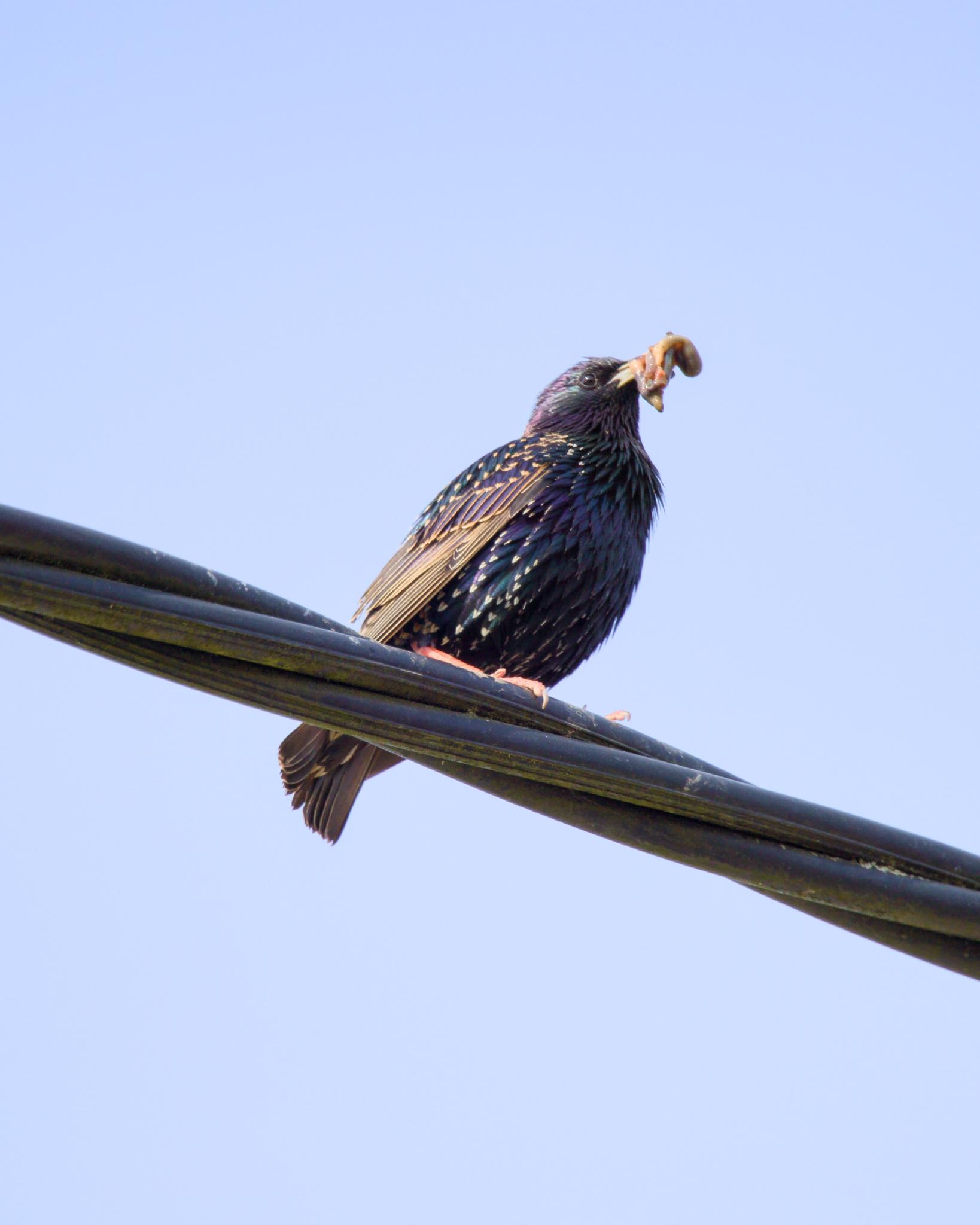 A common starling on overhead power lines holding a piece of food in its beak, iridescent dark plumage against a pale sky