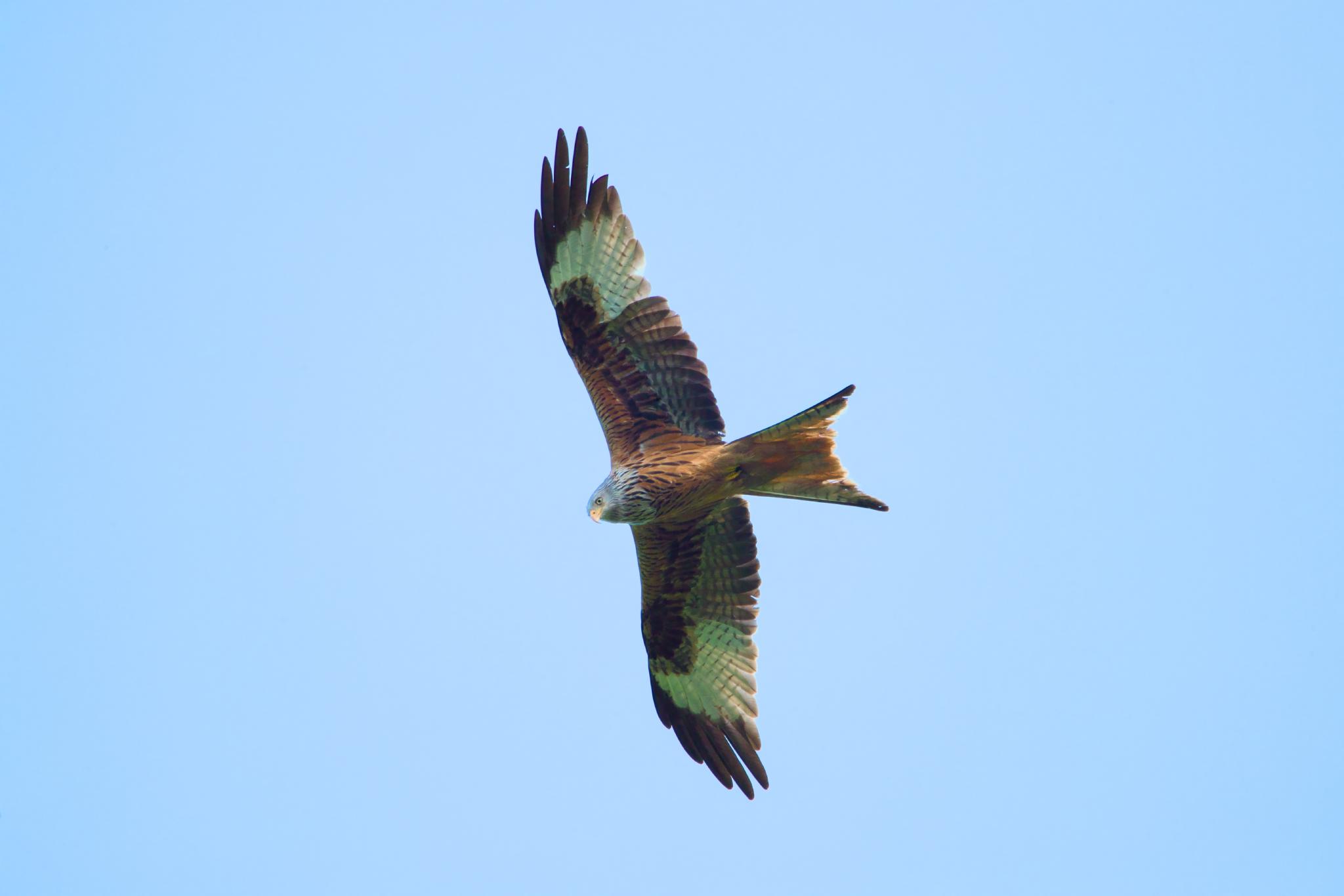 A red kite in flight from below, broad wings spread wide and forked tail, the head turned downward against a clear blue sky