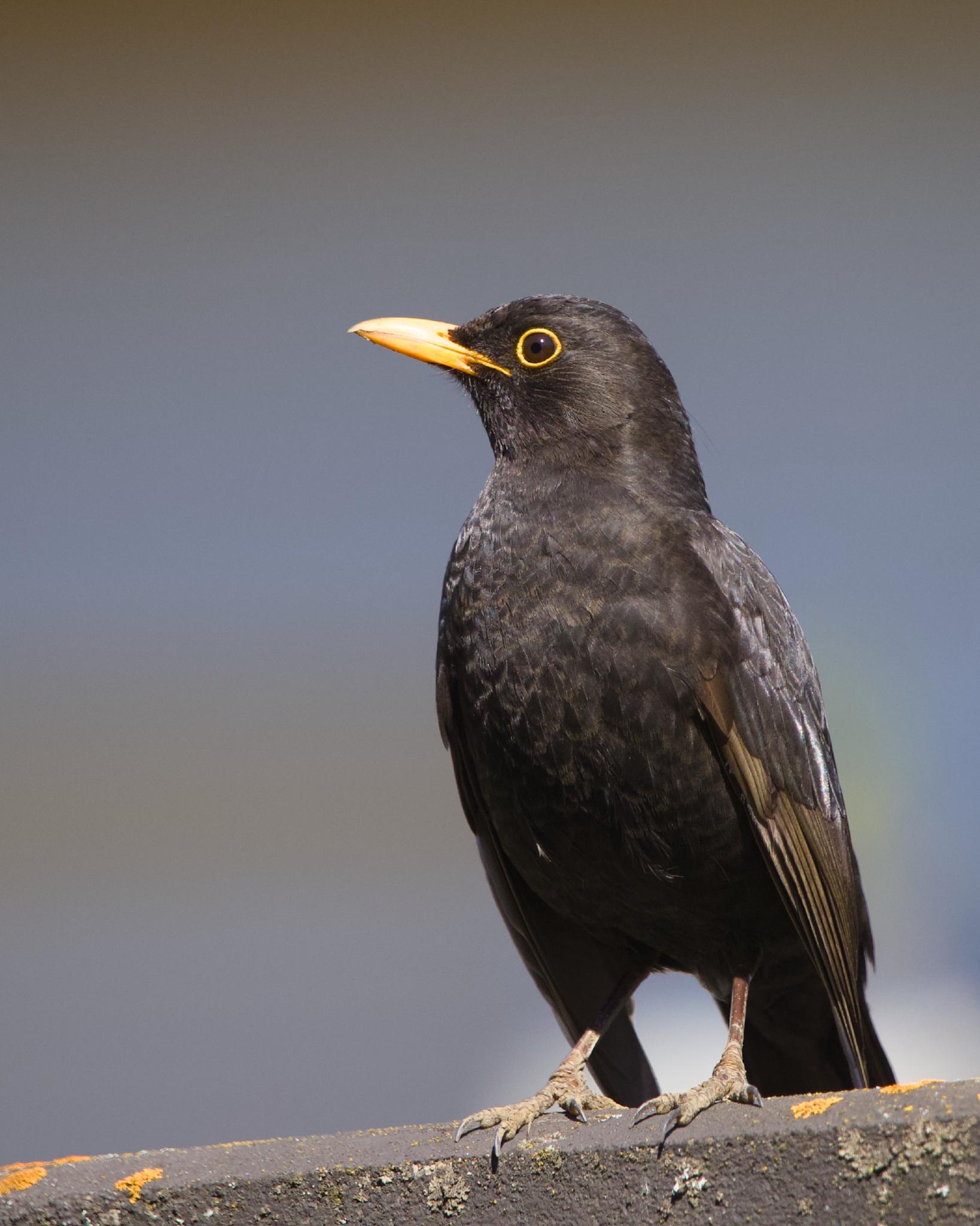 A male common blackbird standing on a lichen-covered ledge, glossy black plumage and bright yellow eye ring and beak, against a soft blurred background