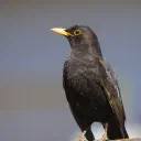 Blackbird cover image