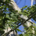 Blackcap cover image