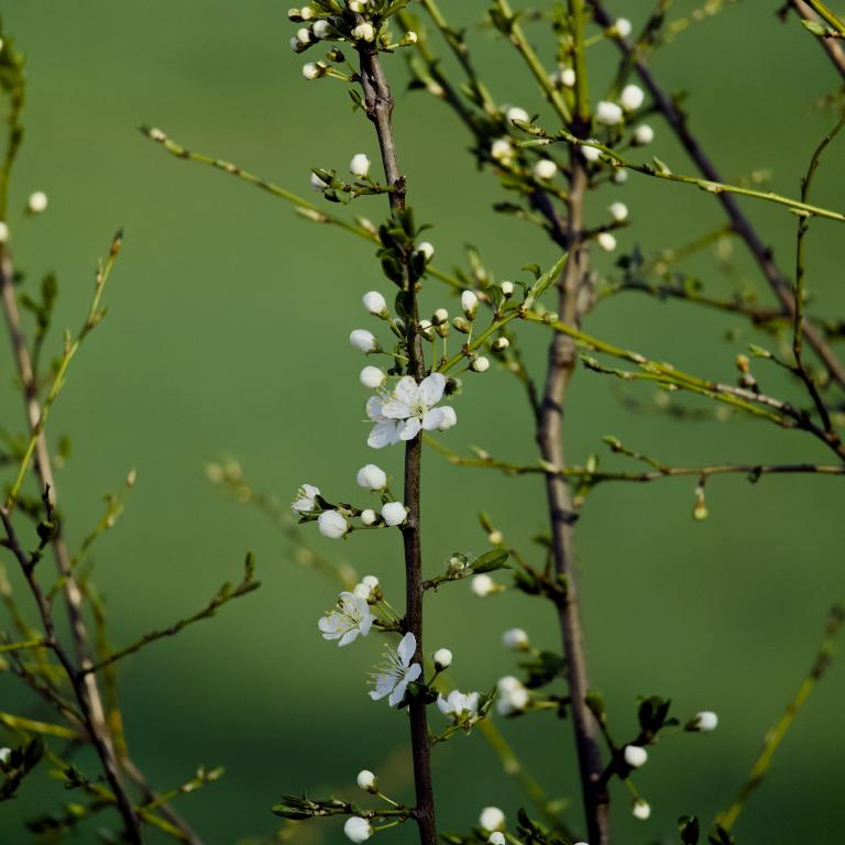 Photo from Blackthorn