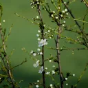 Blackthorn cover image