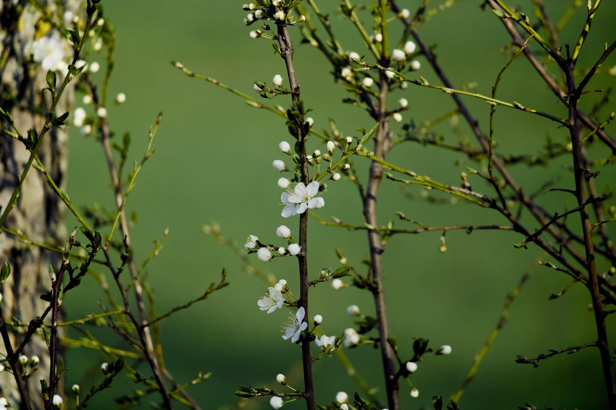 White blackthorn blossoms on dark branches against a soft green background