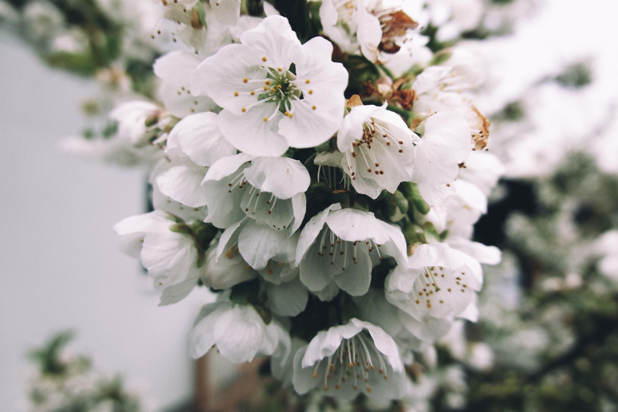 Close-up of white cherry blossoms in full bloom