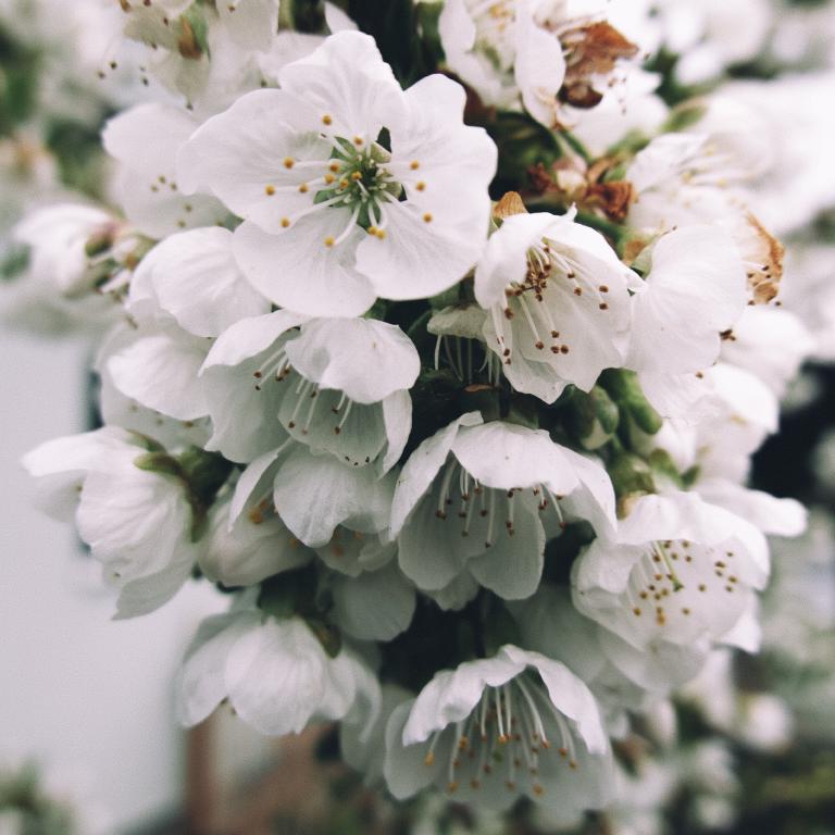 Photo from Blossom
