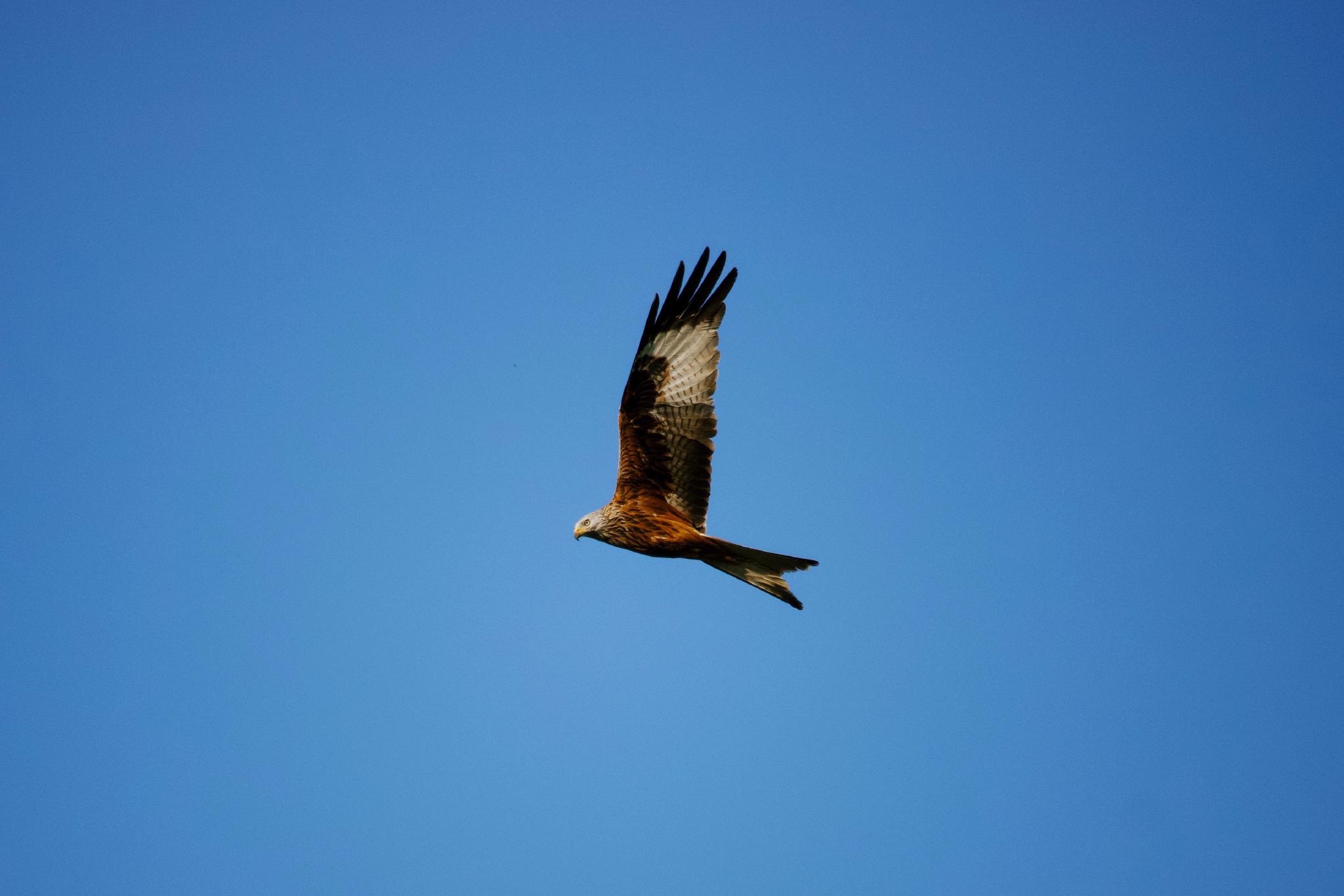 Red kite in flight against a deep blue sky