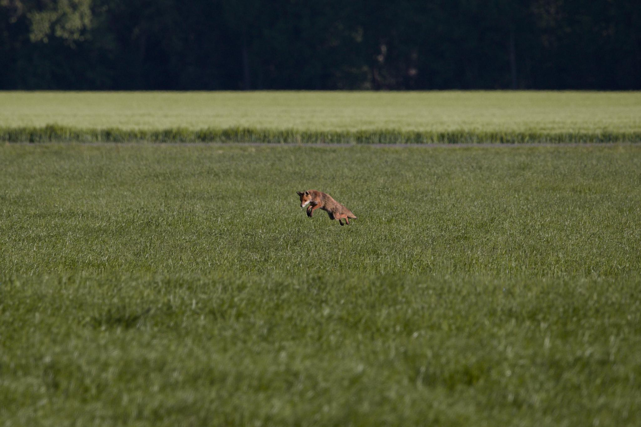 A red fox mid-pounce in a green meadow