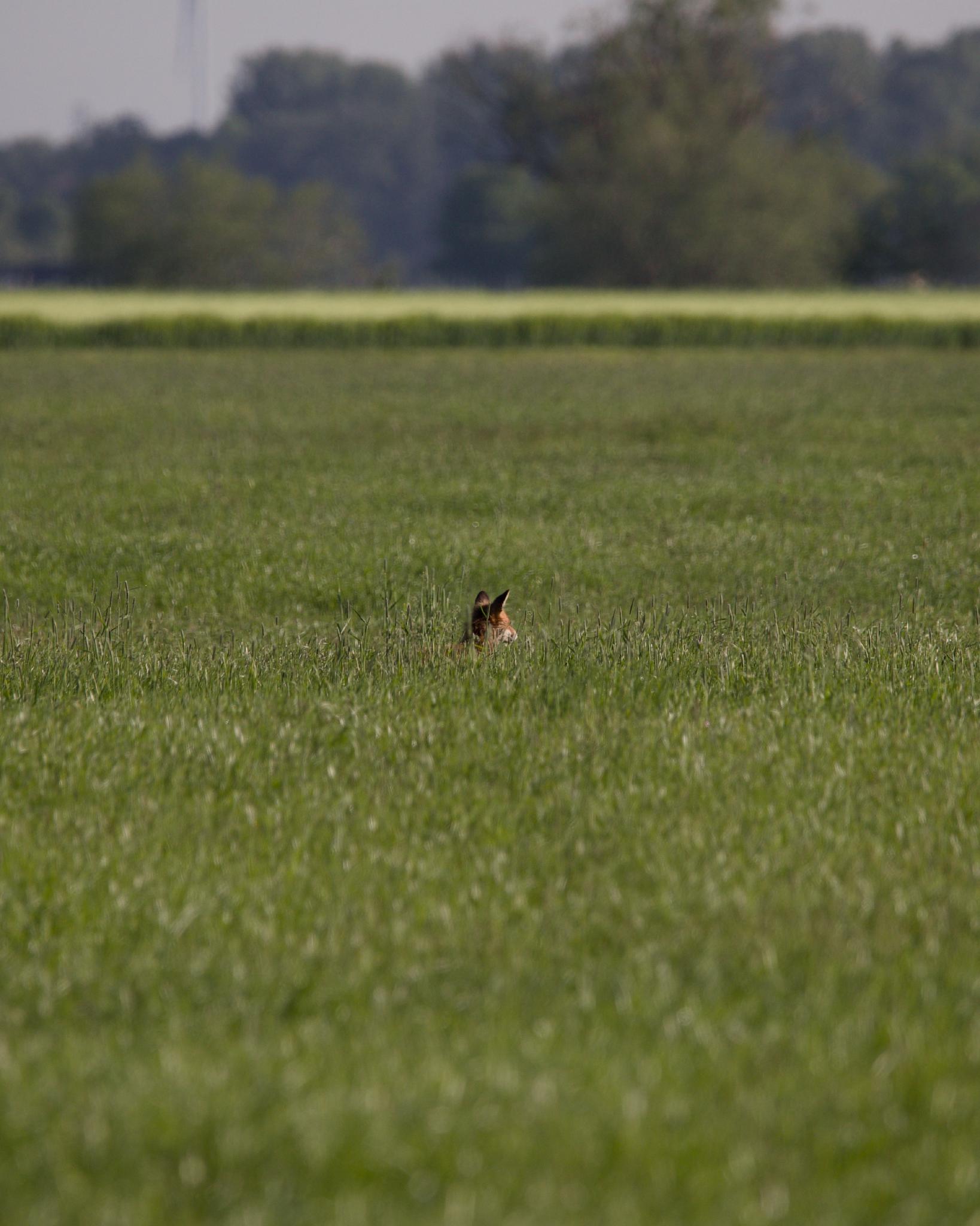 A red fox sitting in tall grass, only the head and ears visible