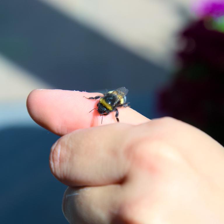 Photo from Bumblebee