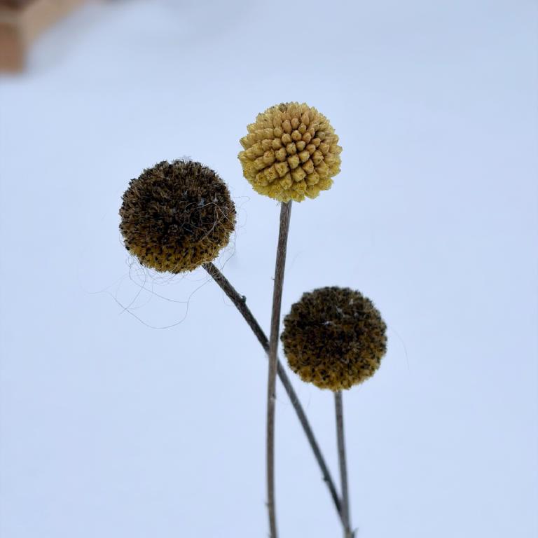 Photo from Craspedia globosa