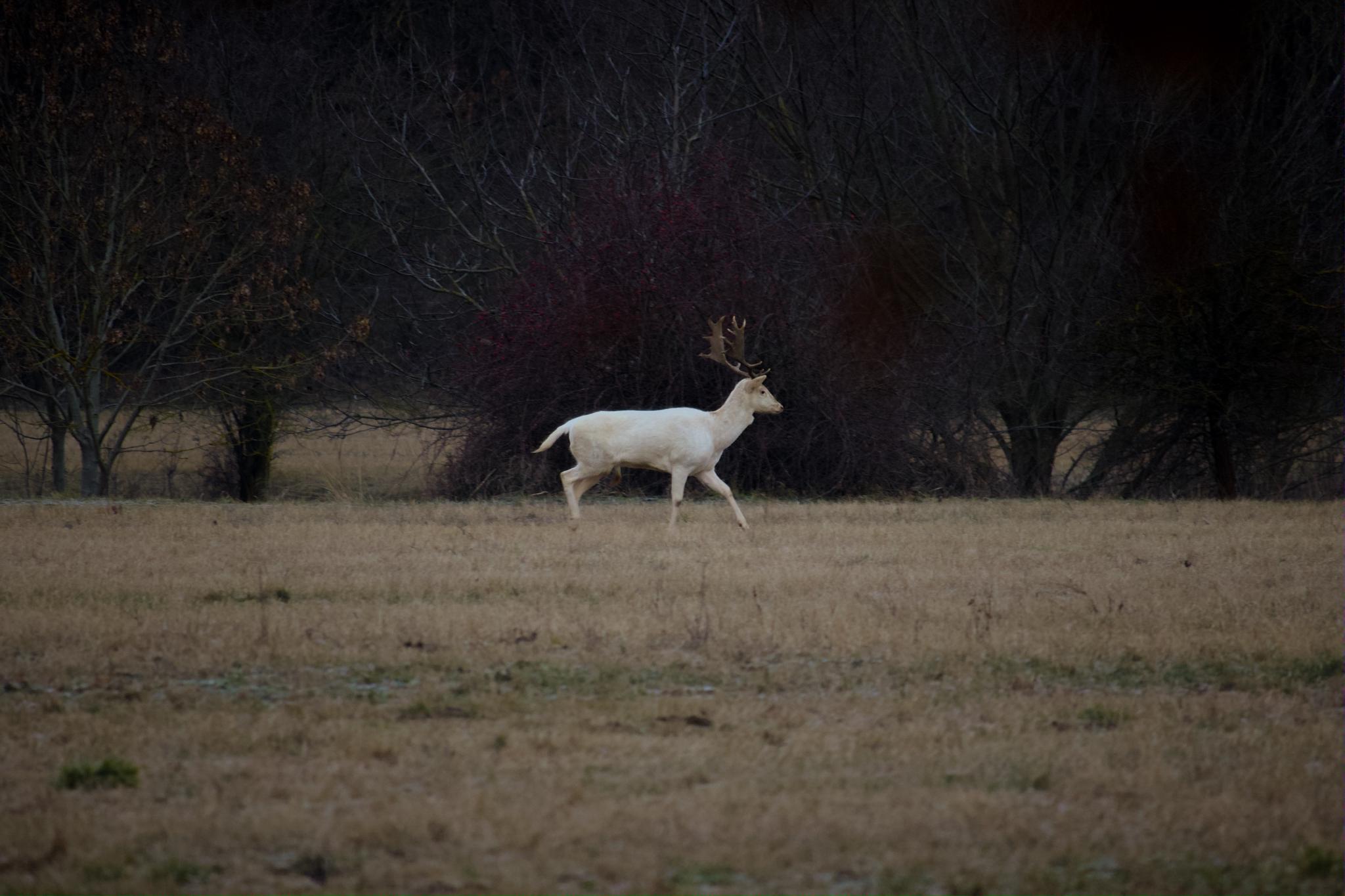 Albino deer running away from me