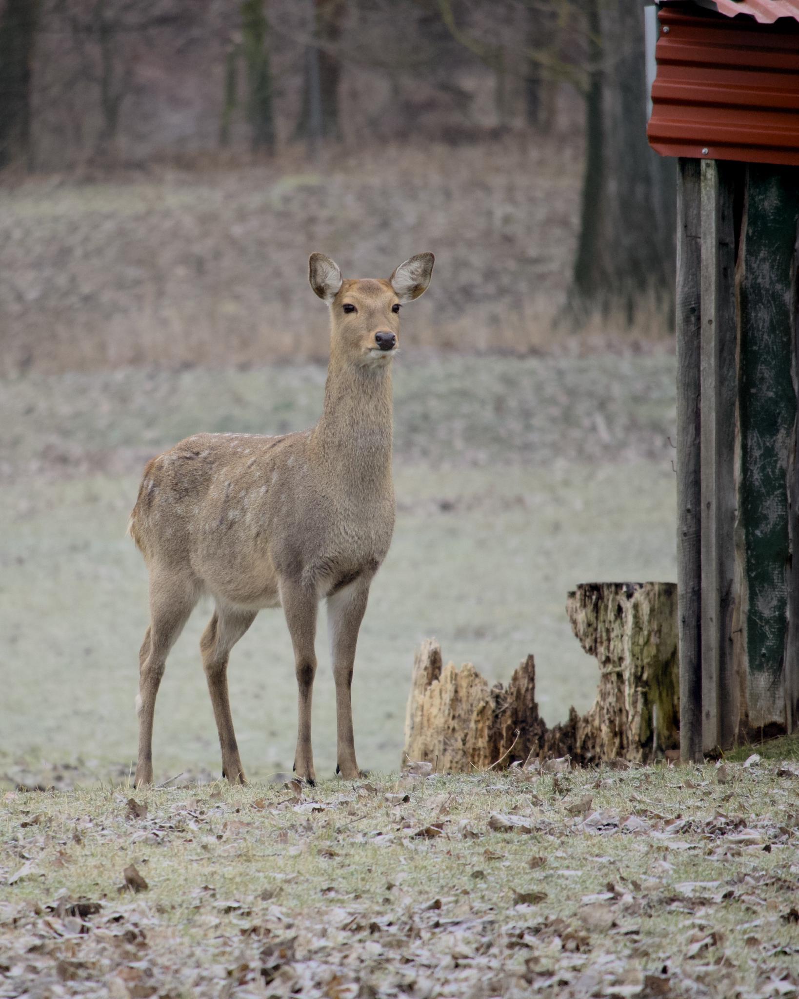 Doe at the nature reserve