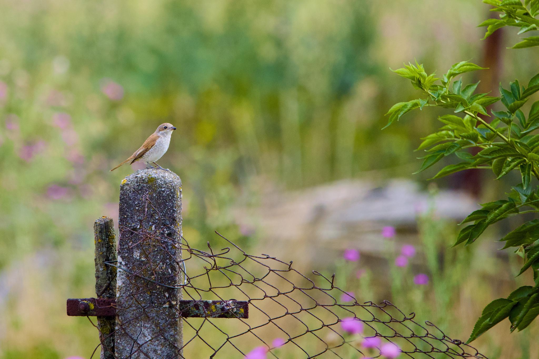 Juvenile female red-backed shrike perched on a concrete fence post