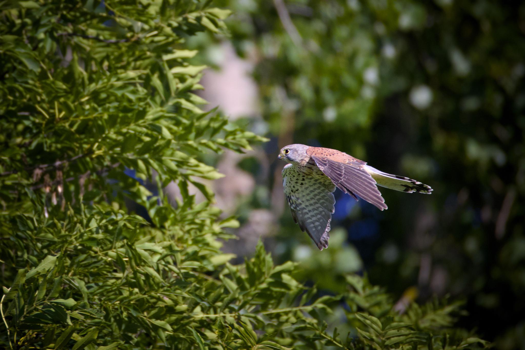 Common kestrel in flight past a tree