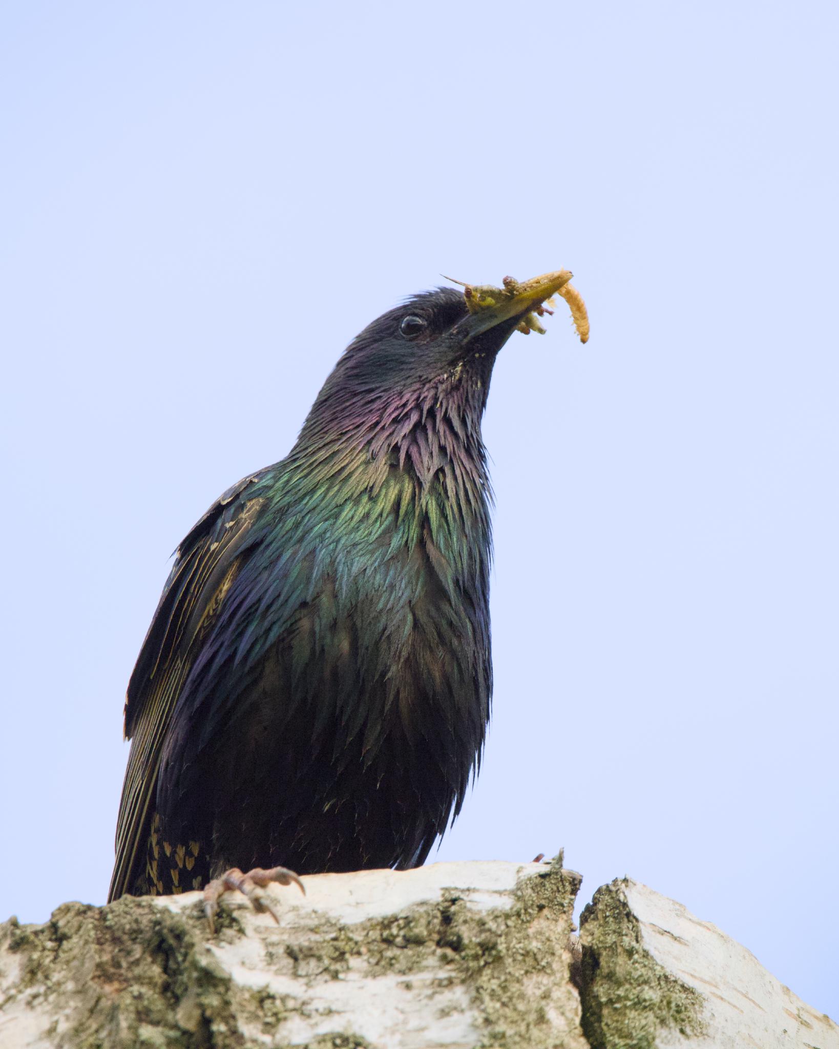 Common starling with a grub in its beak, perched on a branch