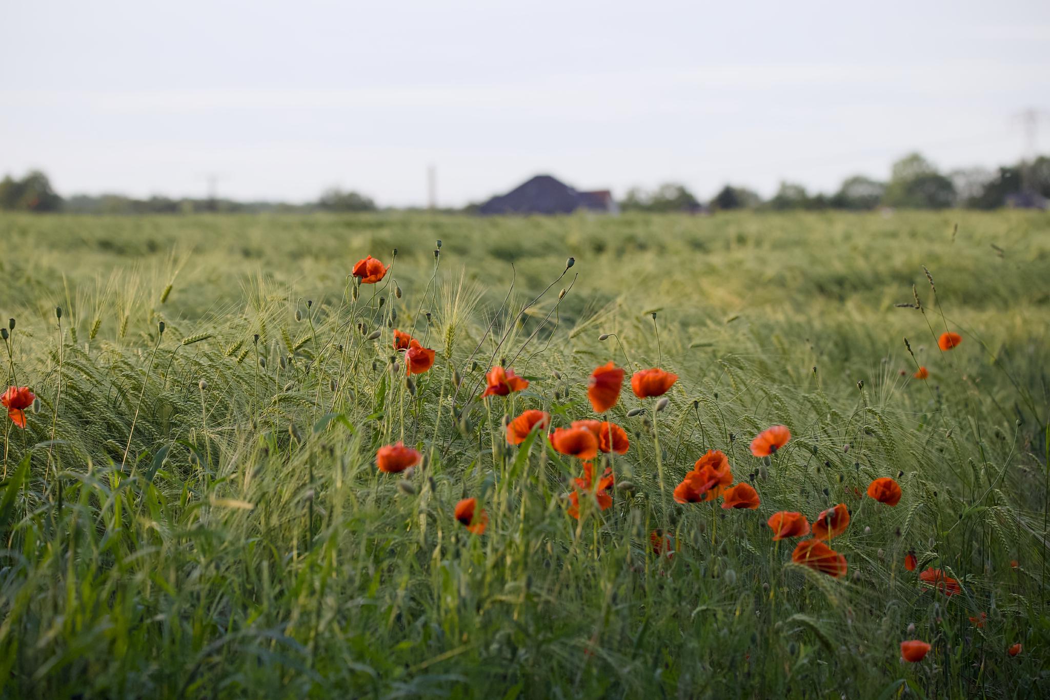 Red poppies in a green grain field at dusk