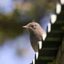 Fledgling cover image