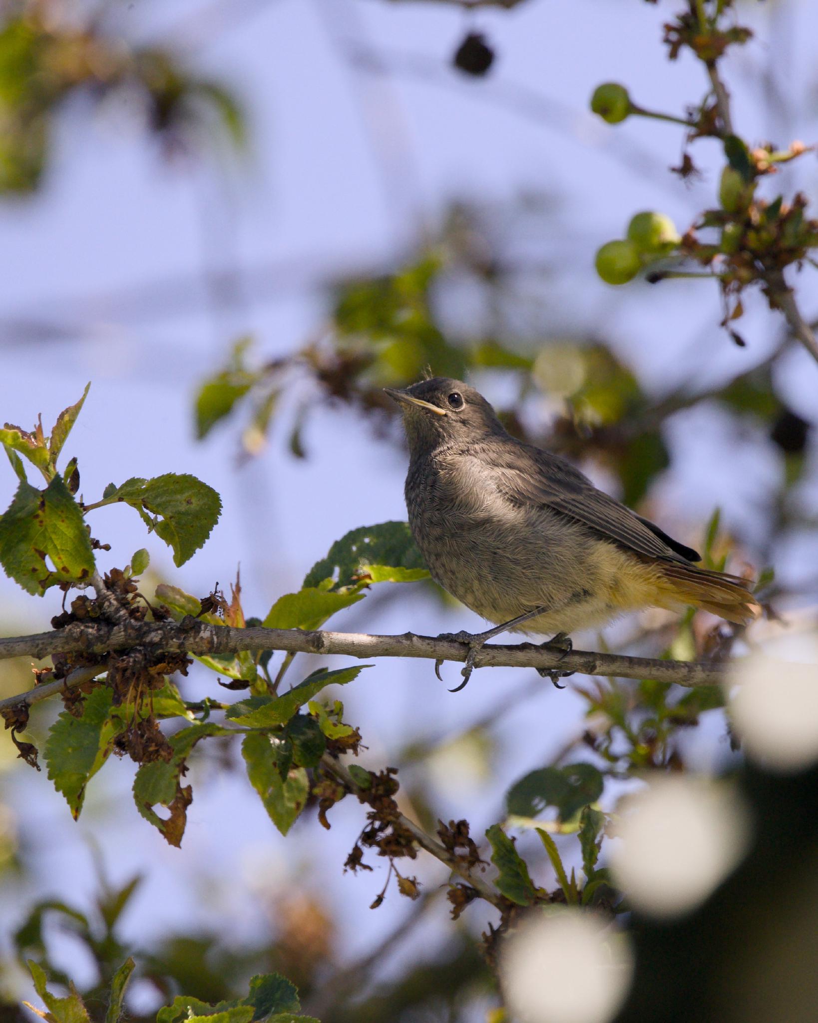 Young black redstart perched on a thin branch in a tree