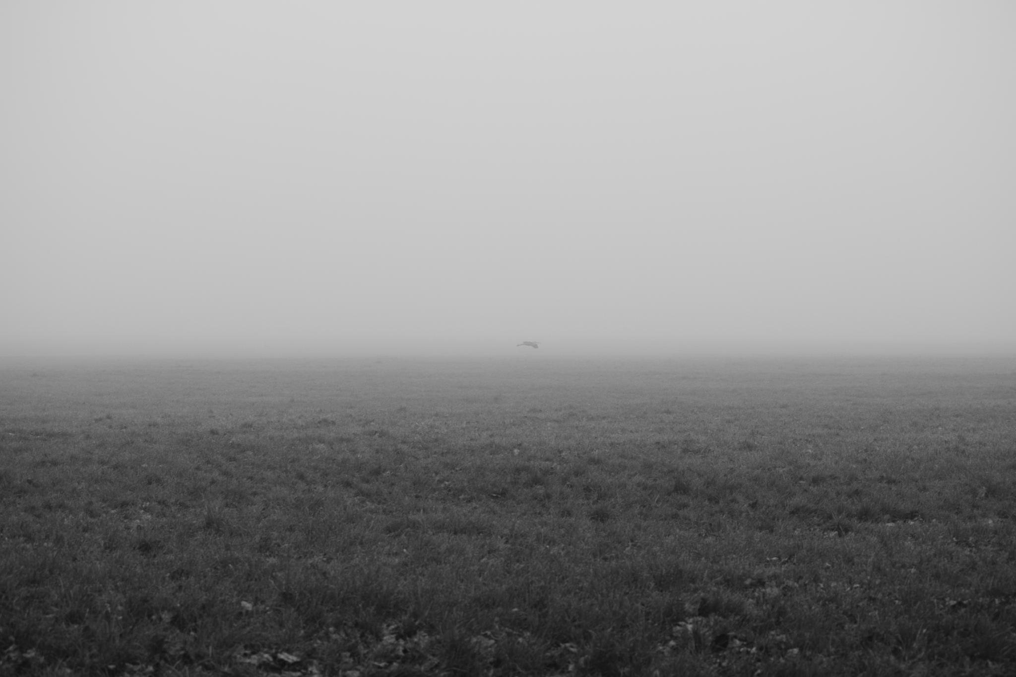Foggy field with a deer barely visible in the distance