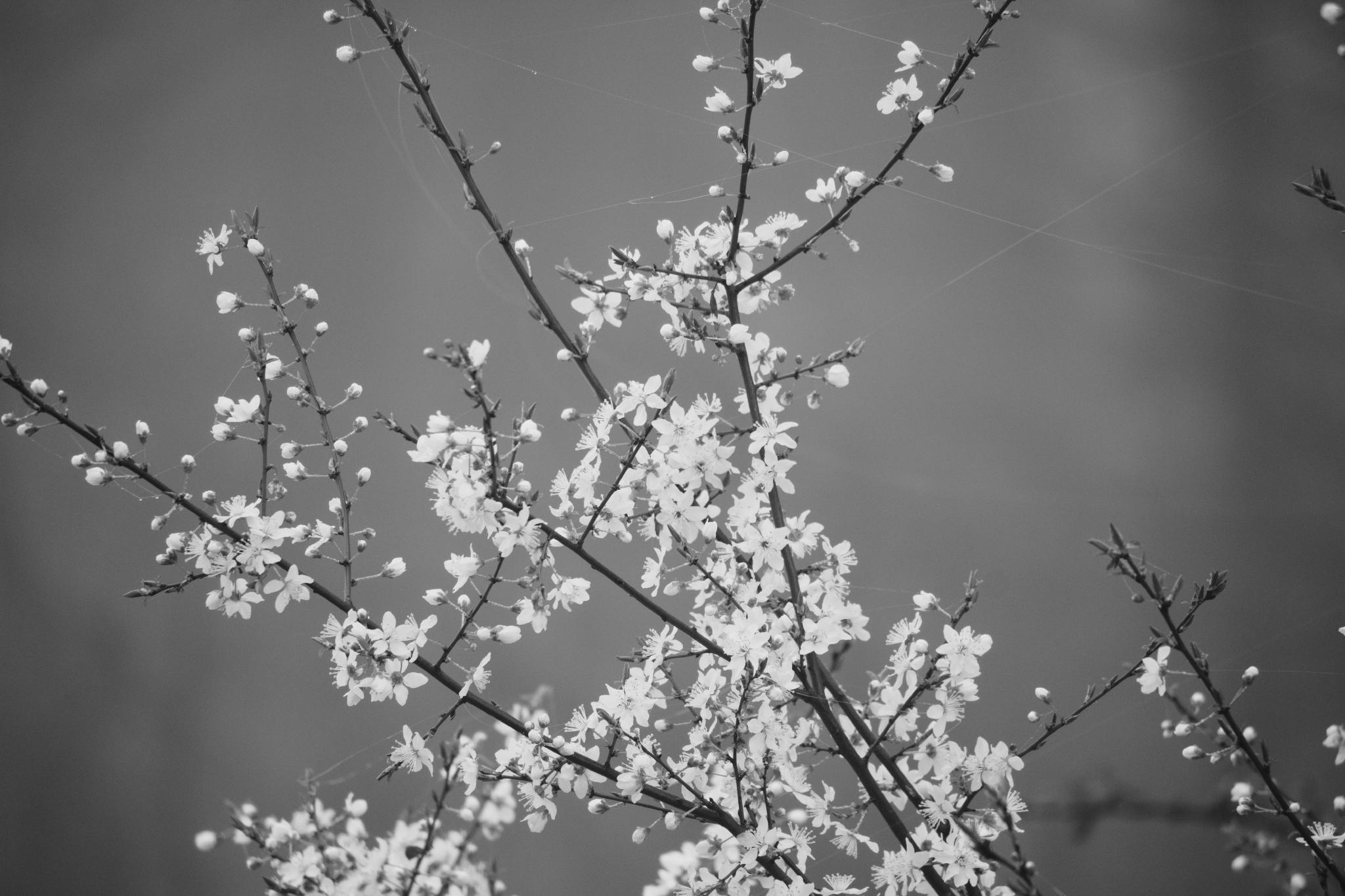 Blackthorn blossoms in fog