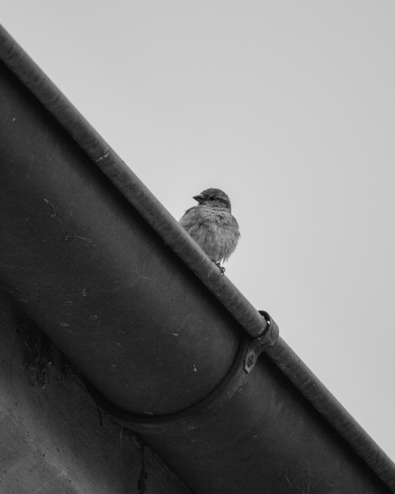 Sparrow on a rain gutter against foggy sky