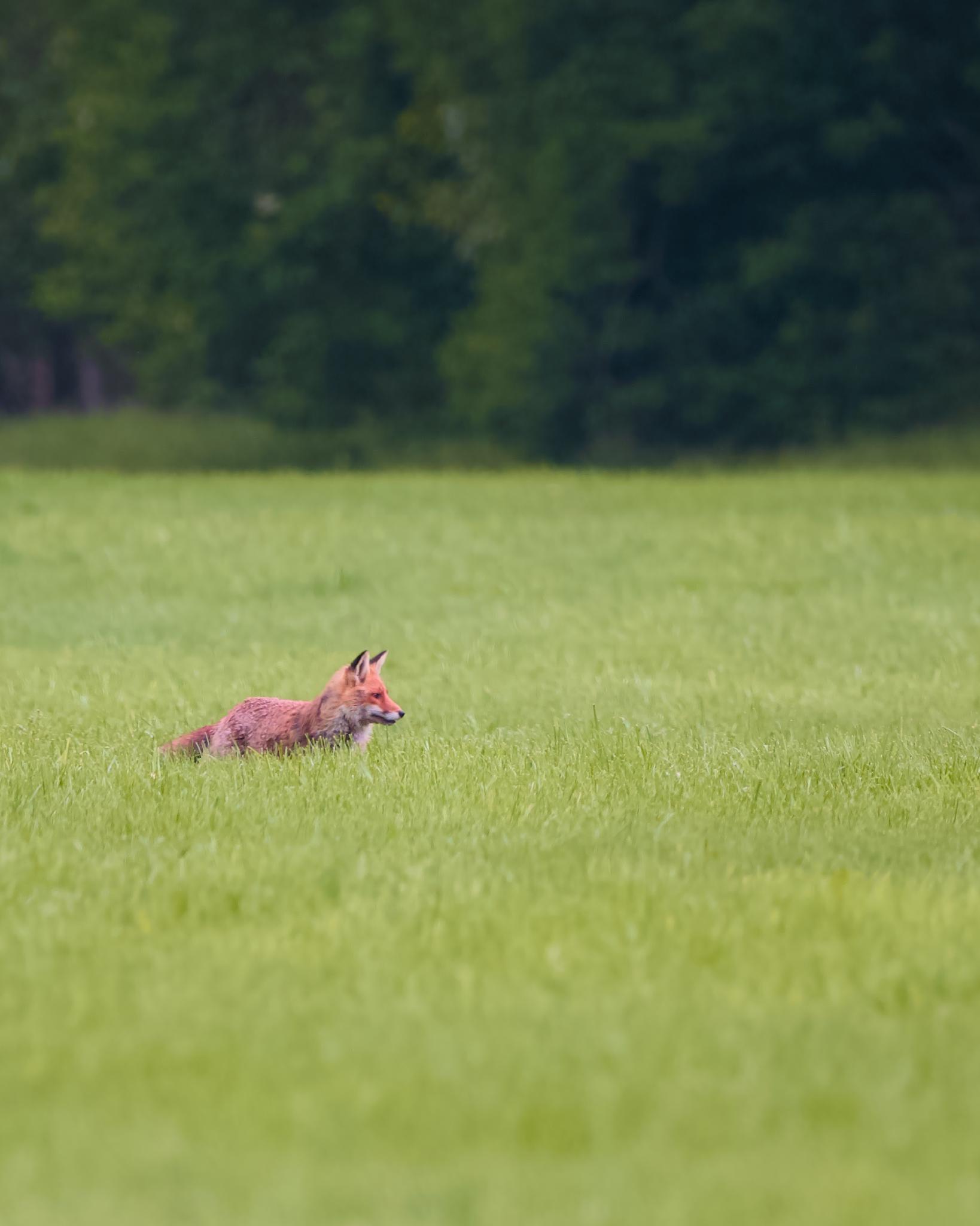 A red fox crouched in a tall grass meadow, alert and looking to the right, dark forest line in the background