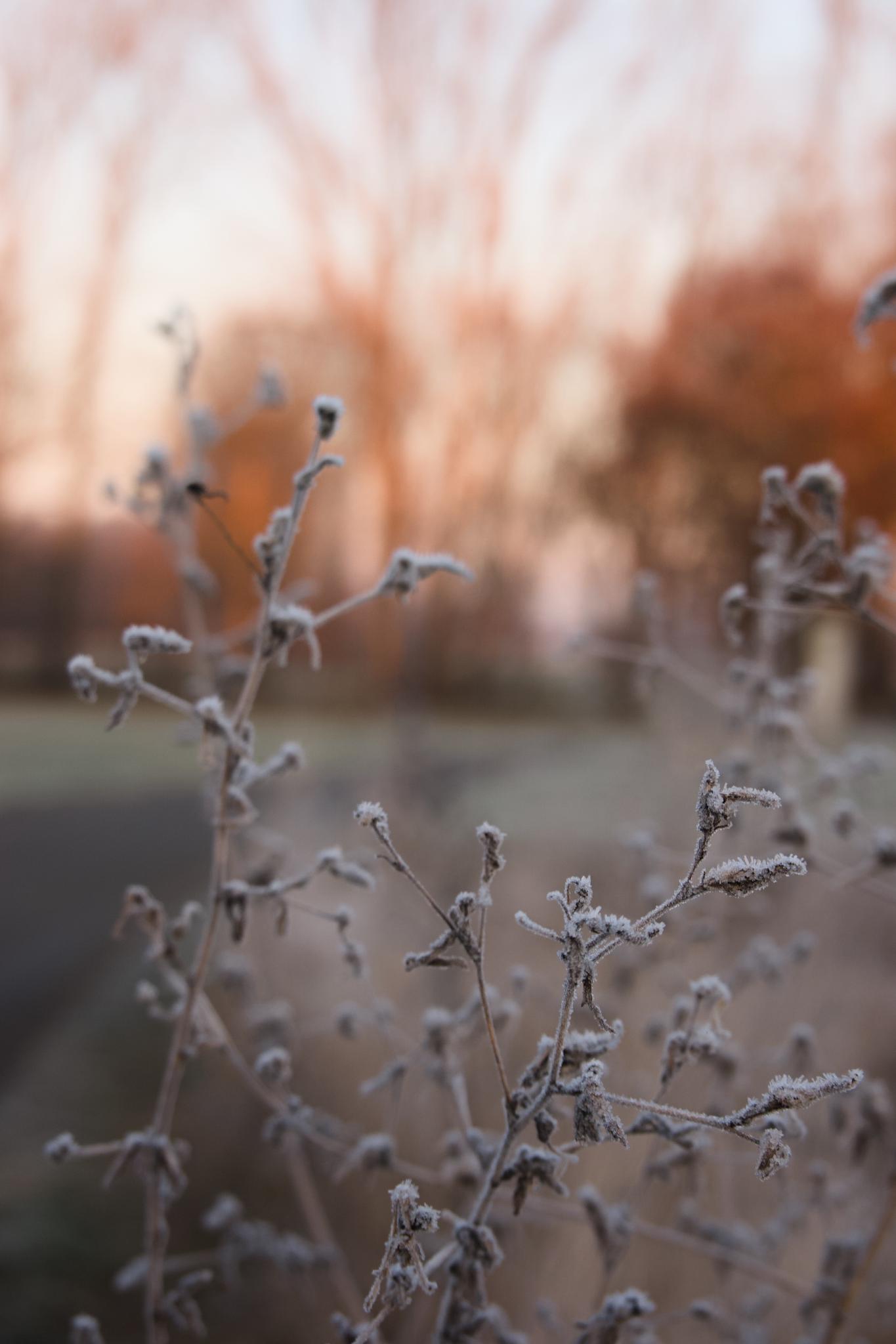 Frosty plant
