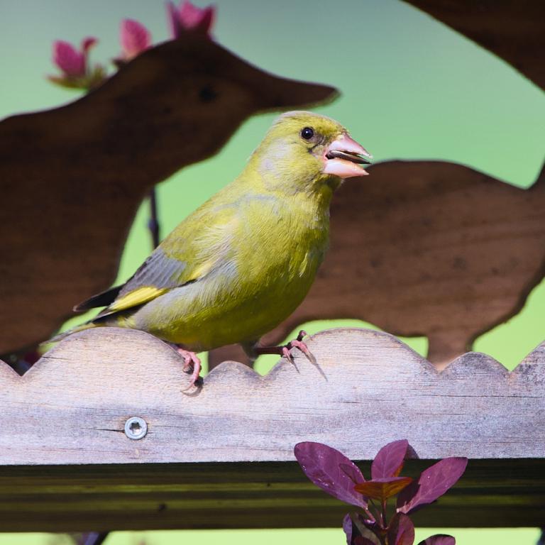 Photo from Greenfinch