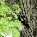 Guided Bird Song Hike & 840mm cover image