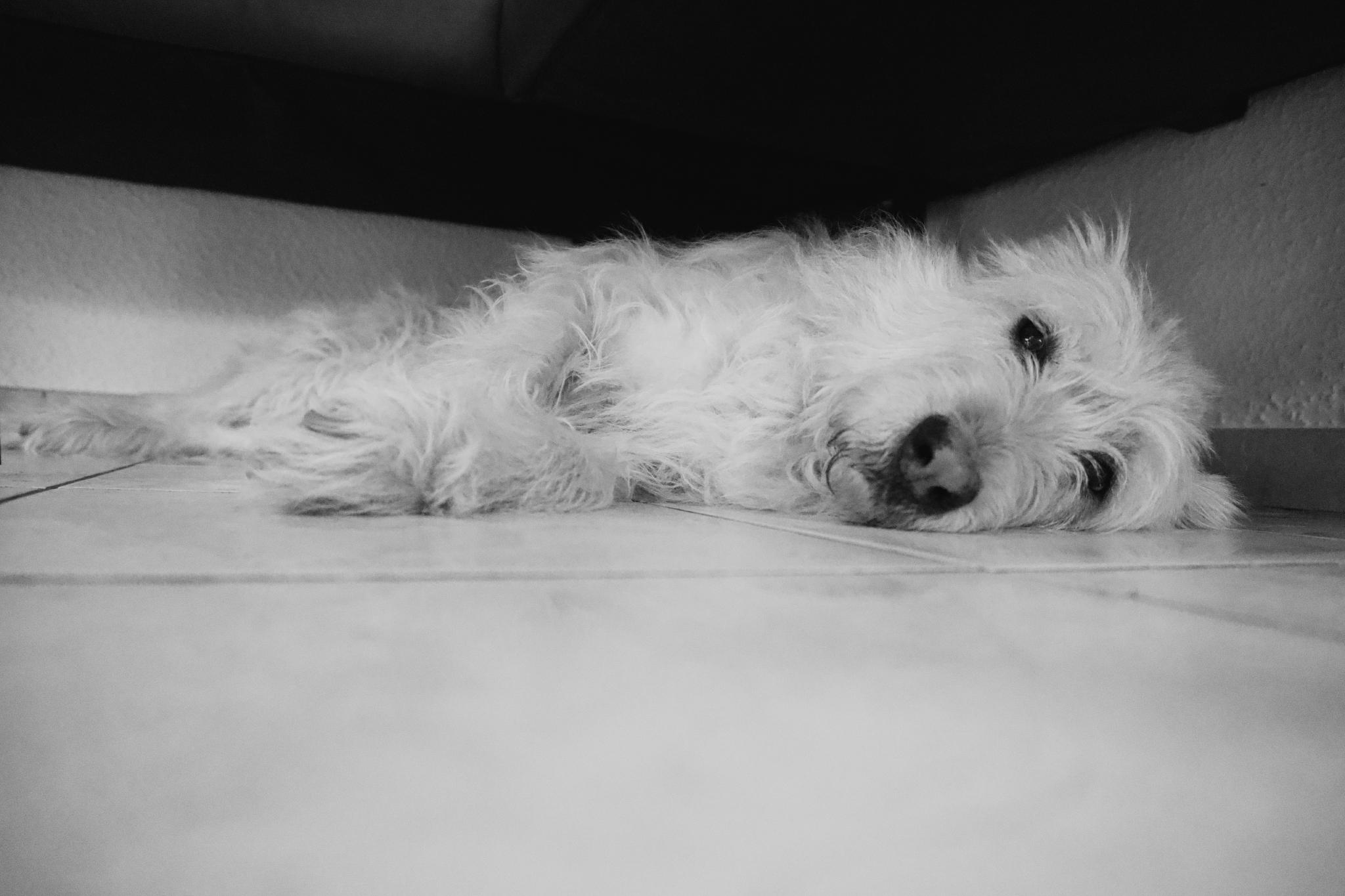 Black and white photo of Aika lying flat on the kitchen floor