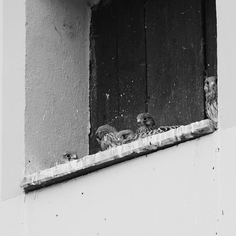 Photo from Kestrels