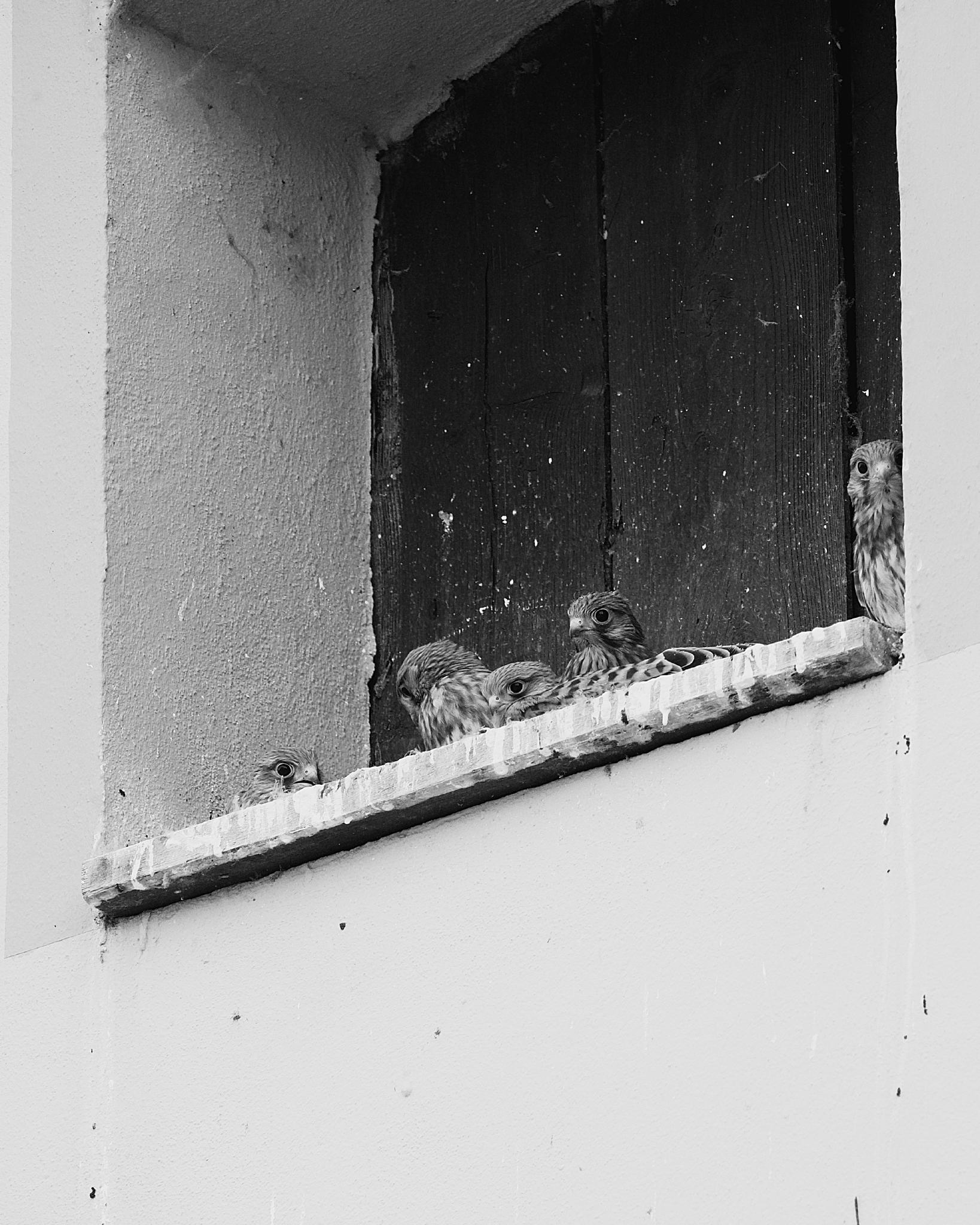 Black and white photo of young kestrels peering out from an opening in a wall