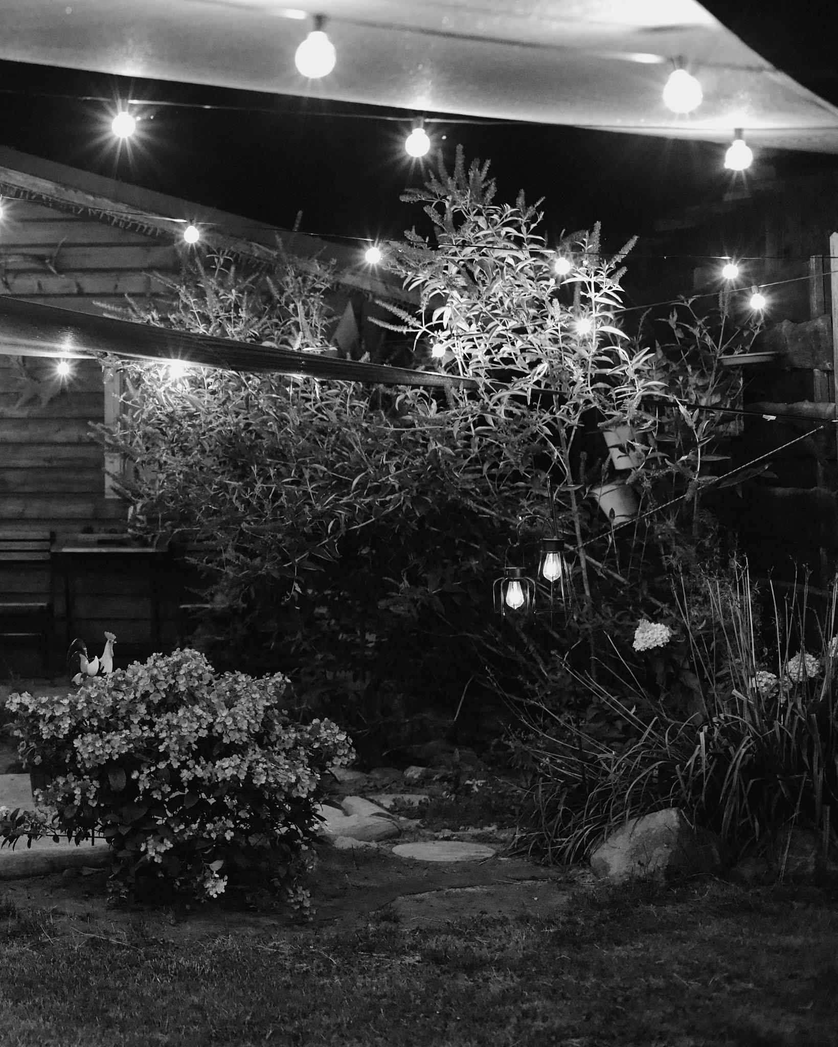 Black and white photo of string lights over the garden shed at night