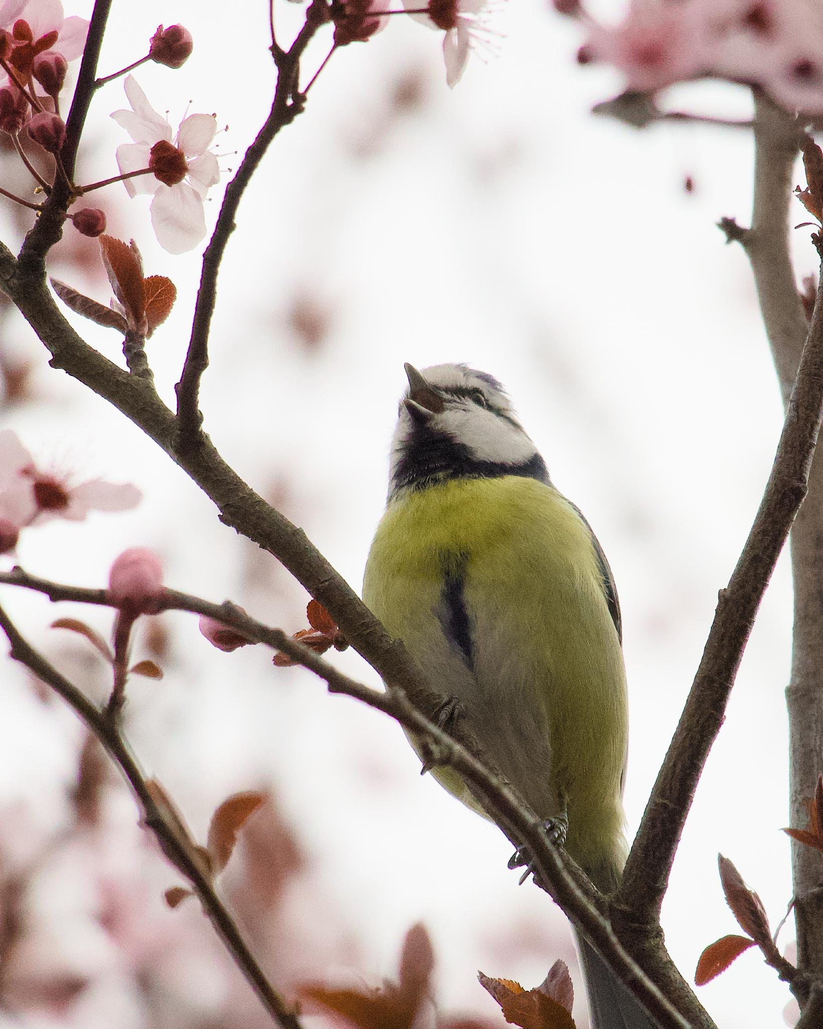 Blue tit perched on a branch in a blossoming cherry plum tree