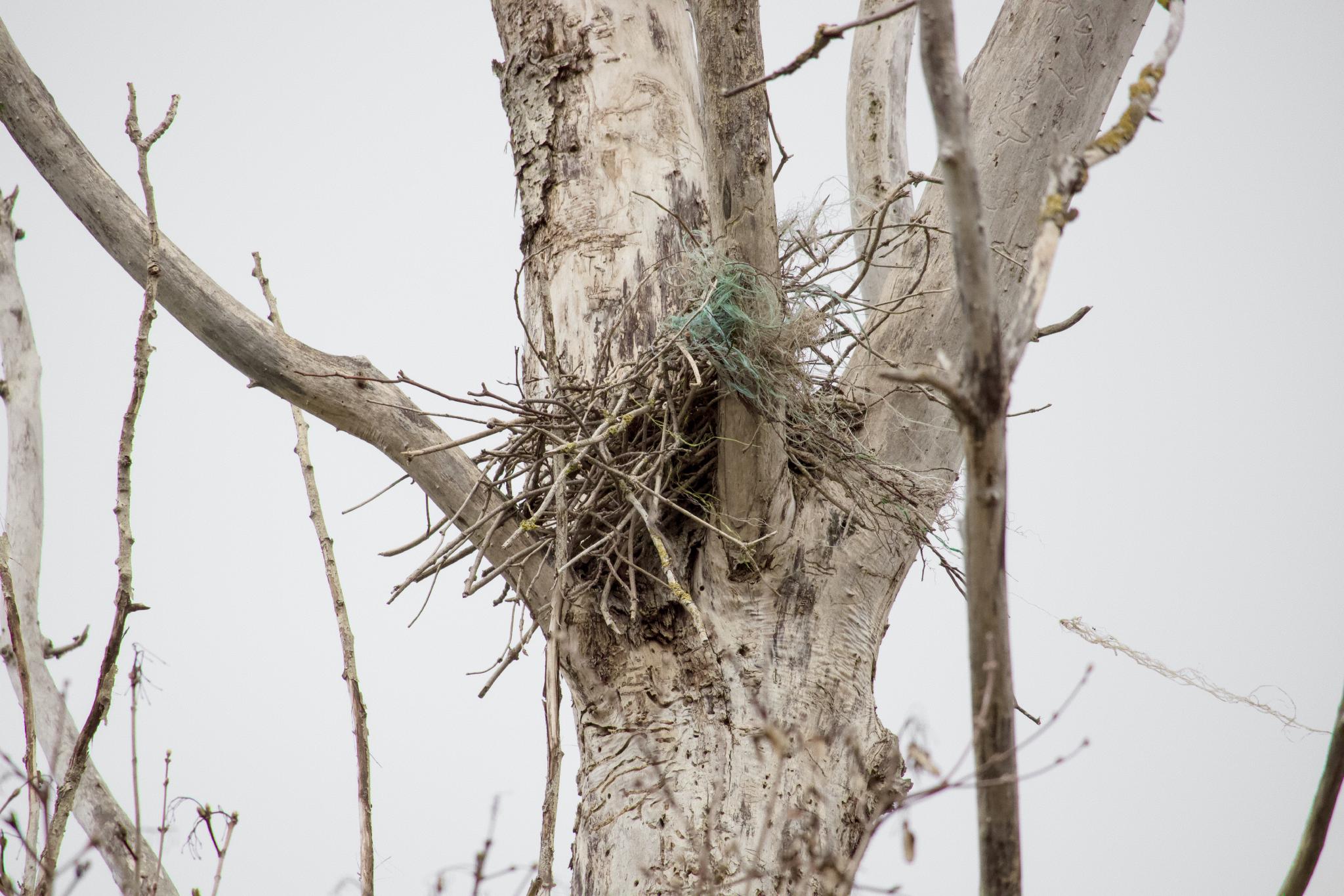 Bird nest built from twigs and green plastic netting in a dead tree