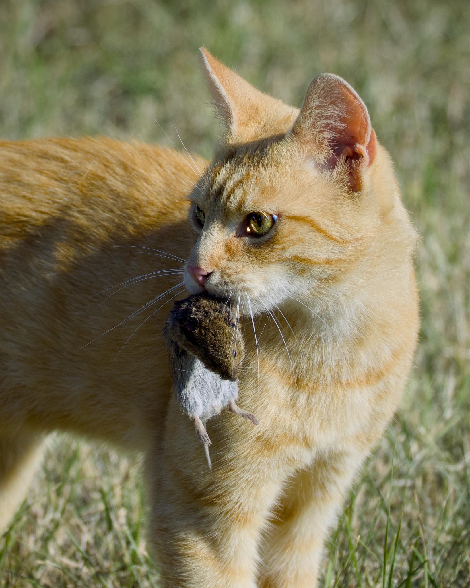 Close-up of a ginger cat with a mouse in its mouth