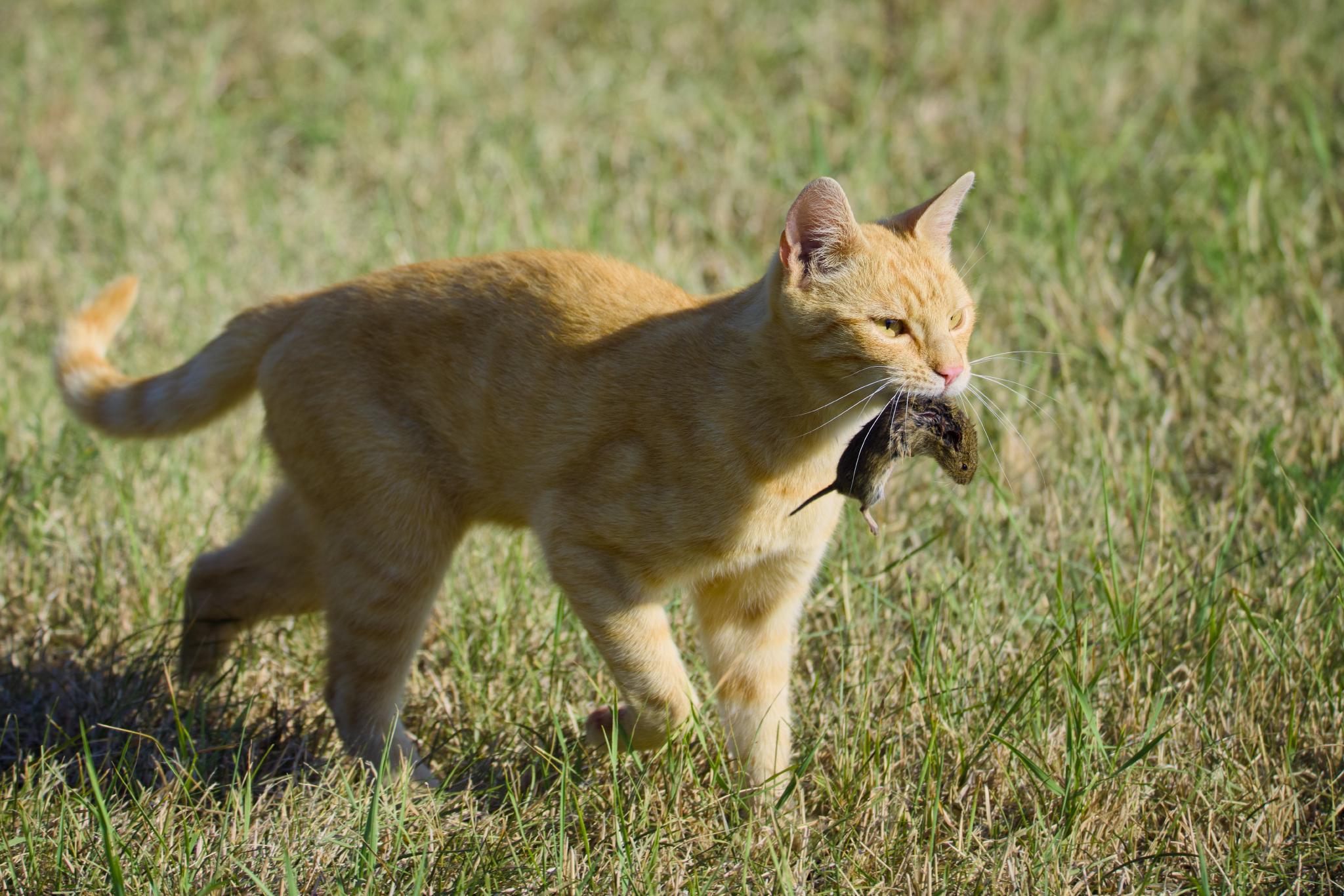 Ginger cat carrying a mouse across the lawn