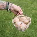 Mushrooms cover image