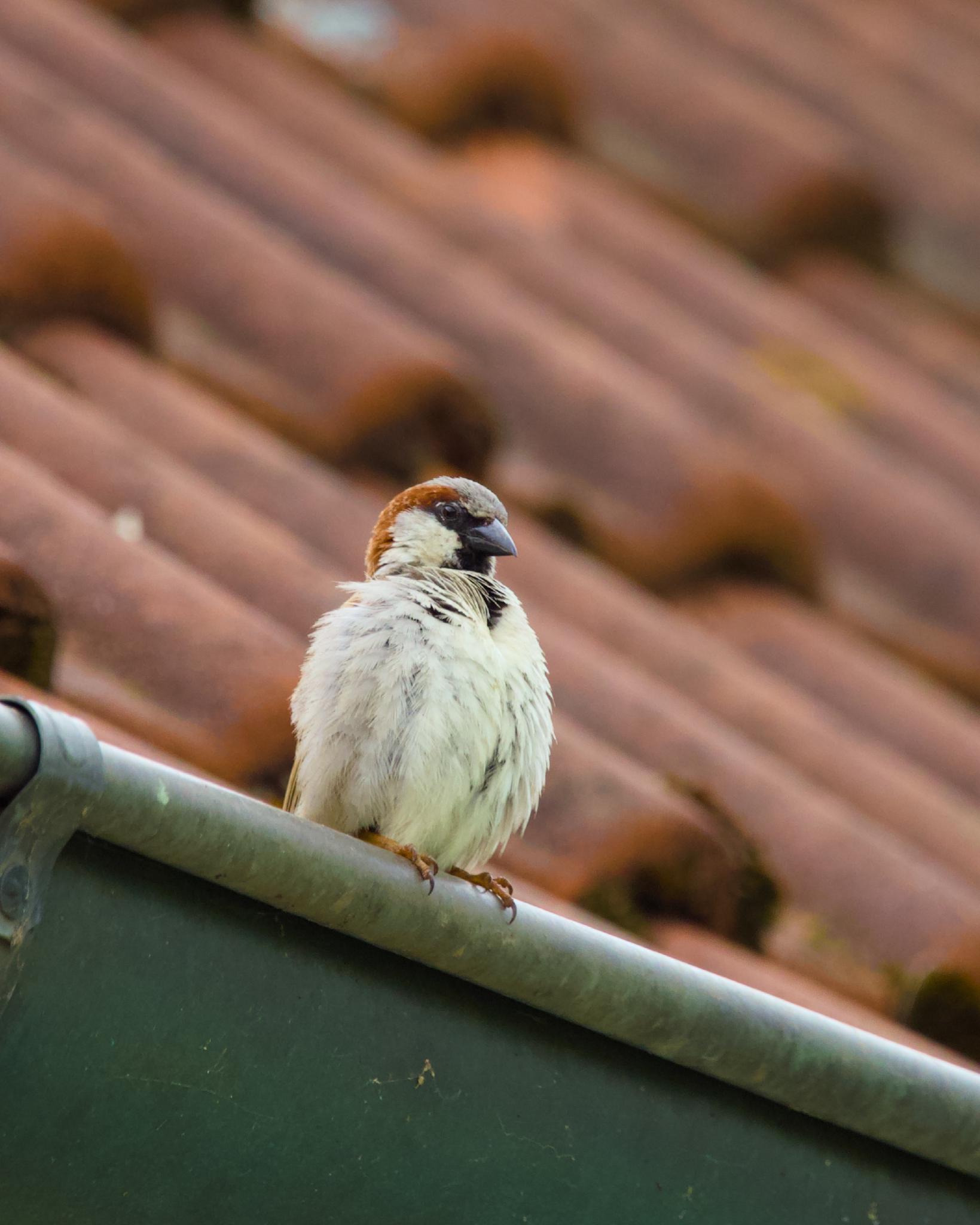 A male house sparrow perched on a gutter, fluffed up feathers, terracotta tiled roof in the background