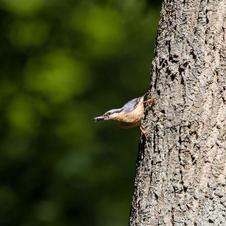 Photo from Nuthatch