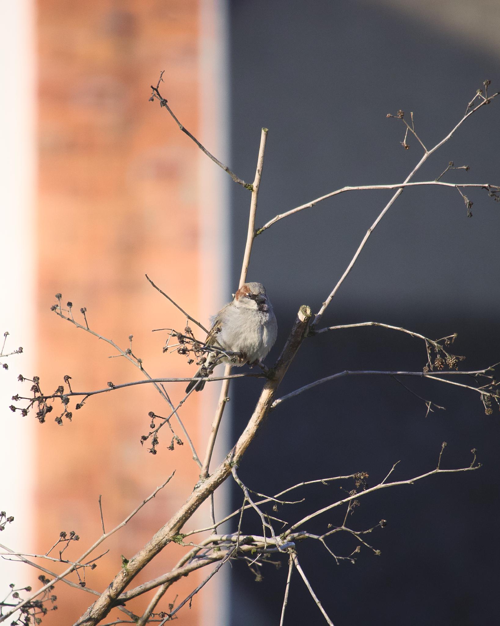 Sparrow perched on bare branches in front of a brick wall