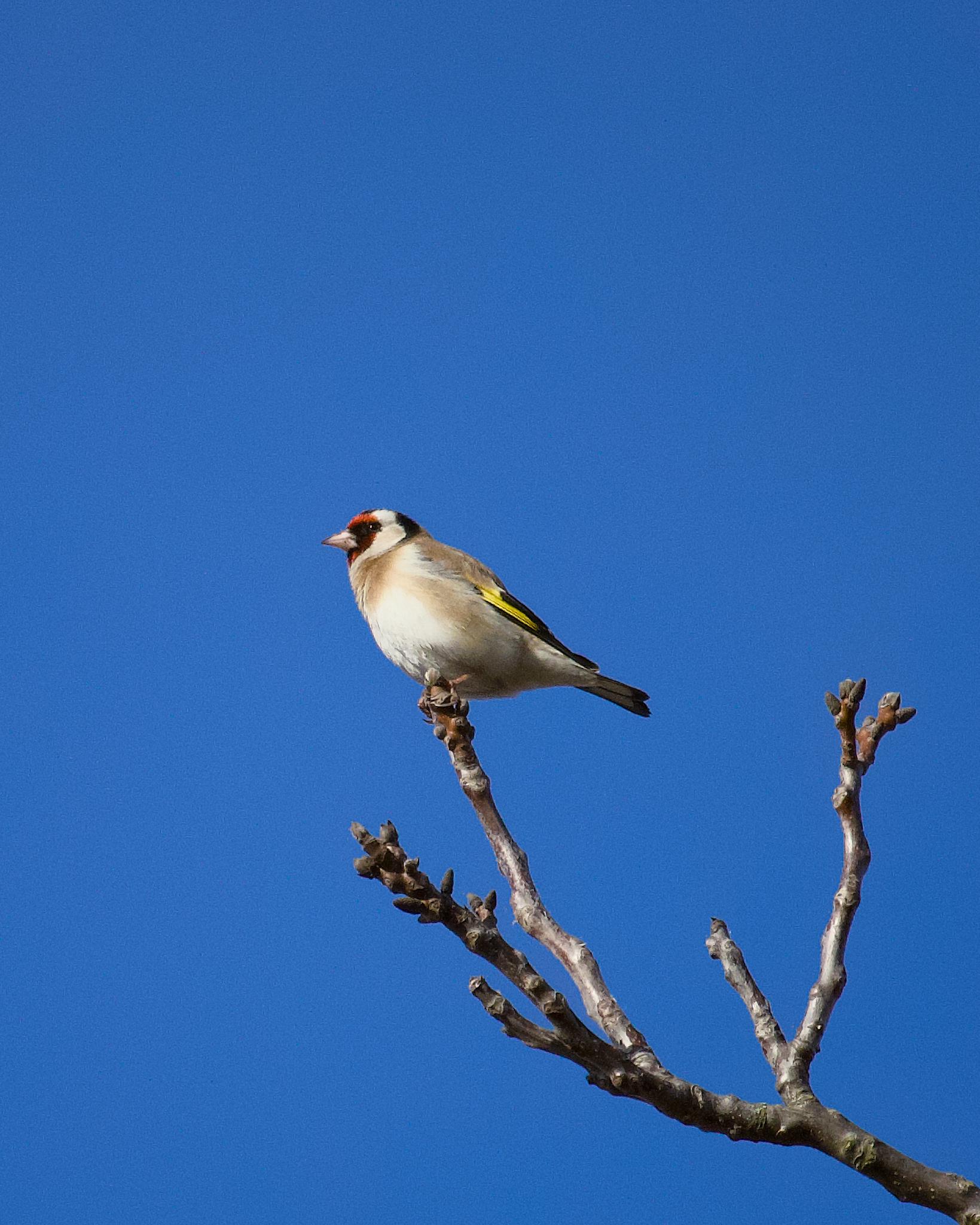 Goldfinch perched on a bare branch against a deep blue sky