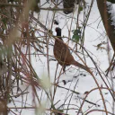 Pheasant cover image