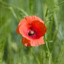 Poppy cover image